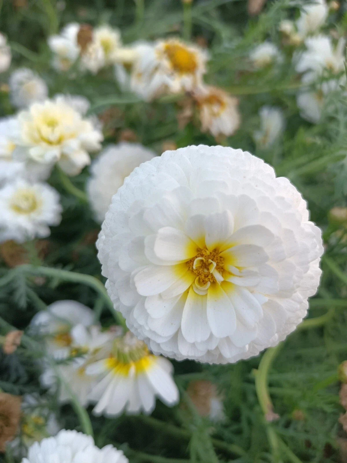 Moonlight Marigold Seeds - 30 Non-GMO Heirloom Large Double Bloom Seeds (Tagetes erecta)