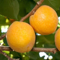 Aprium Scions/Cuttings - Flavor Delight Variety - Apricot X Plum Hybrid - Prunus hybrid