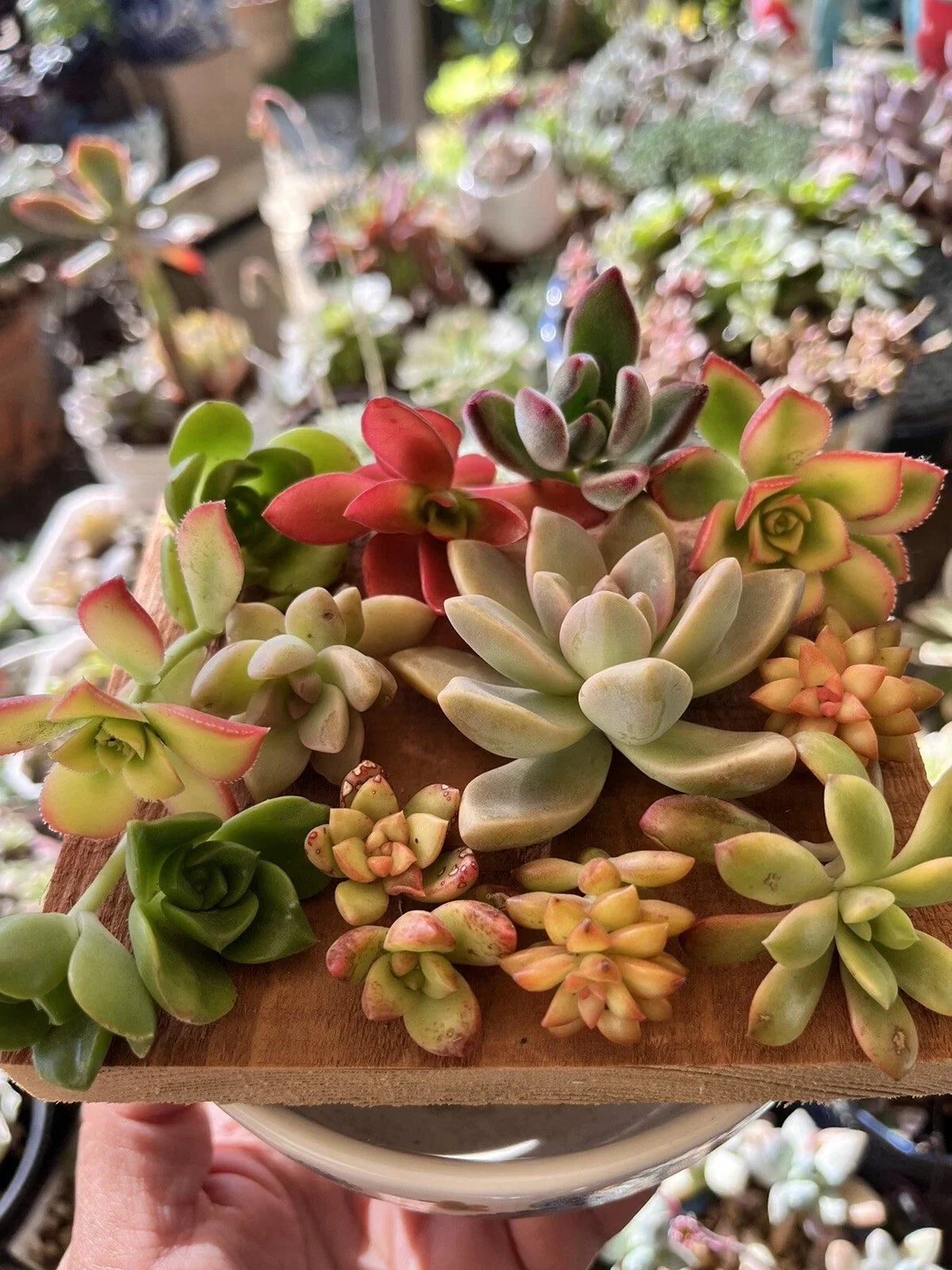 Succulent Cuttings Mixed Selection Box 30+ pcs - Assorted Varieties for Planting and Propagation - Ideal for Home Decor