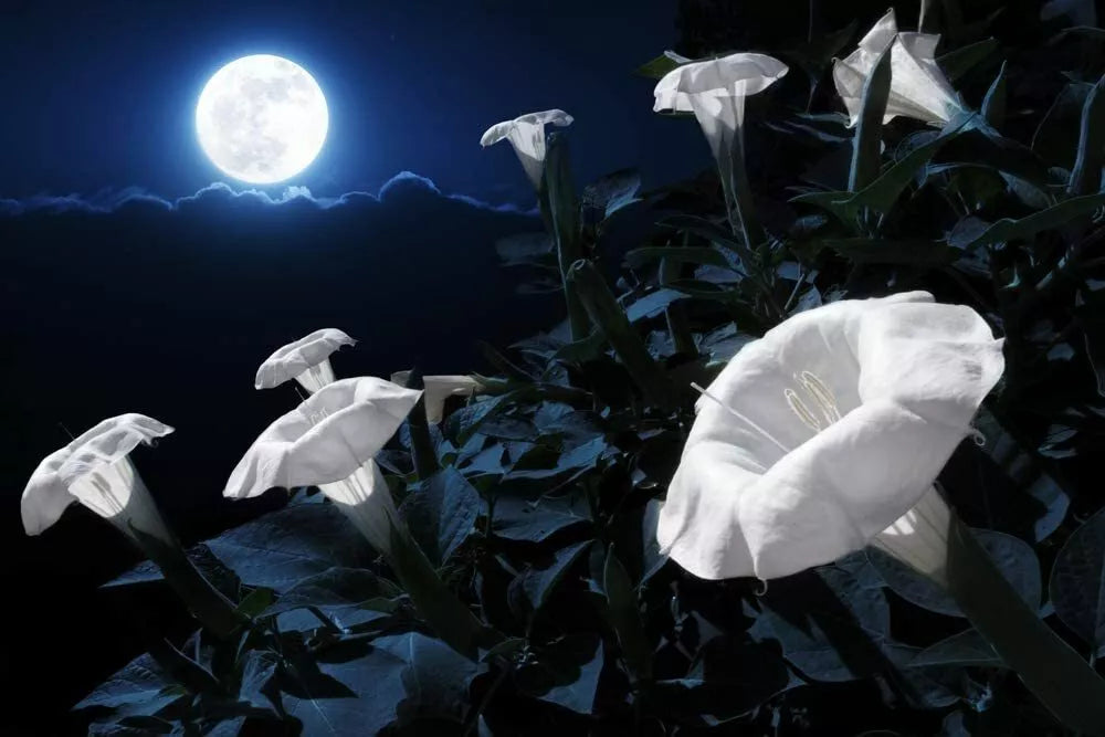 Tropical White Knight Vine Seeds - 20 Count - Night-Blooming, Moonlight Reflecting - Exotic Plant Seeds