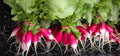 French Breakfast Radish Seeds - Heirloom 100 Count Packet - Raphanus sativus