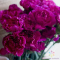 Fuchsia Love Carnation Seeds - 200+ Premium Seeds for Garden Planting - Dianthus caryophyllus - USA