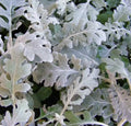Dusty Miller Seeds - 100 Seeds - Silver Foliage - Senecio Cineraria
