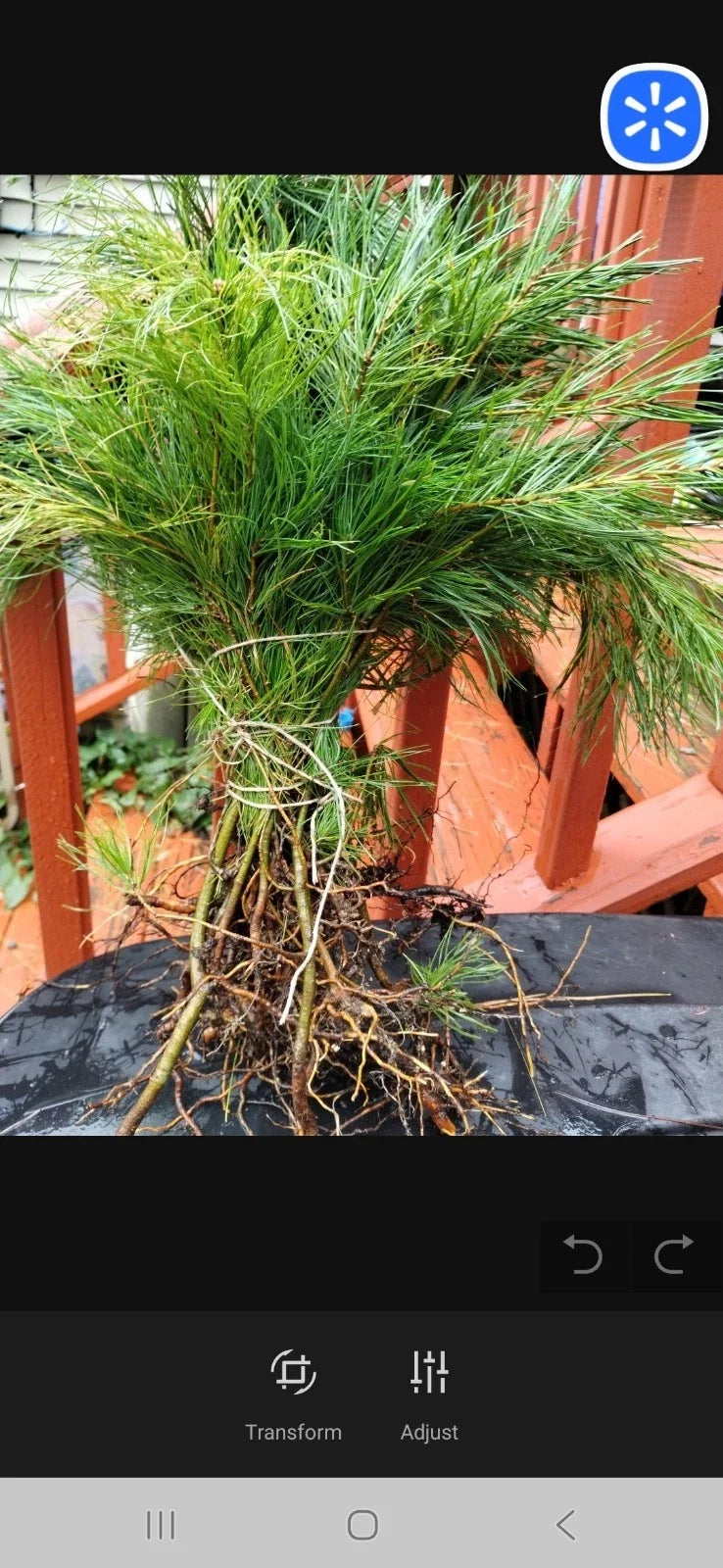 Eastern White Pine Tree Seedlings Bare Root (10) 6-16 Inches - Pinus strobus - Grown in Maine