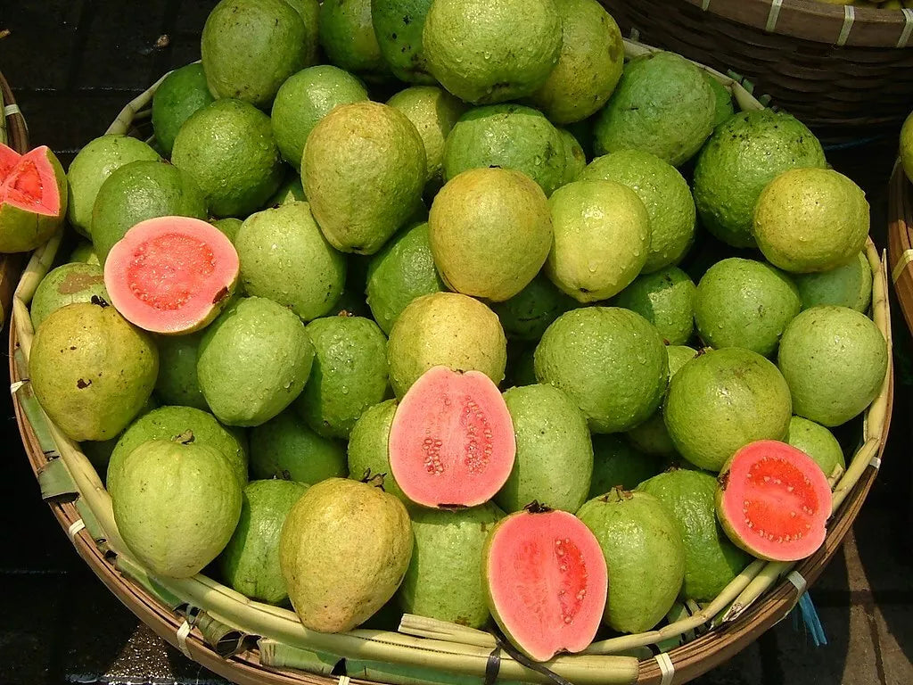 Pink Guava Seeds - 10 Pack - Psidium guajava - Tropical Fruit Seeds - Non-GMO - Free Shipping