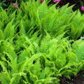 Hay Scented Fern Clumps Bare-root Green Ground Cover Dennstaedtia punctilobula Fast Growing Shade Plant