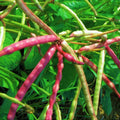 Mississippi Purple Hull Cowpea Seeds - Brown Crowder Variety for 2025 Planting - Organic Gardening Seeds