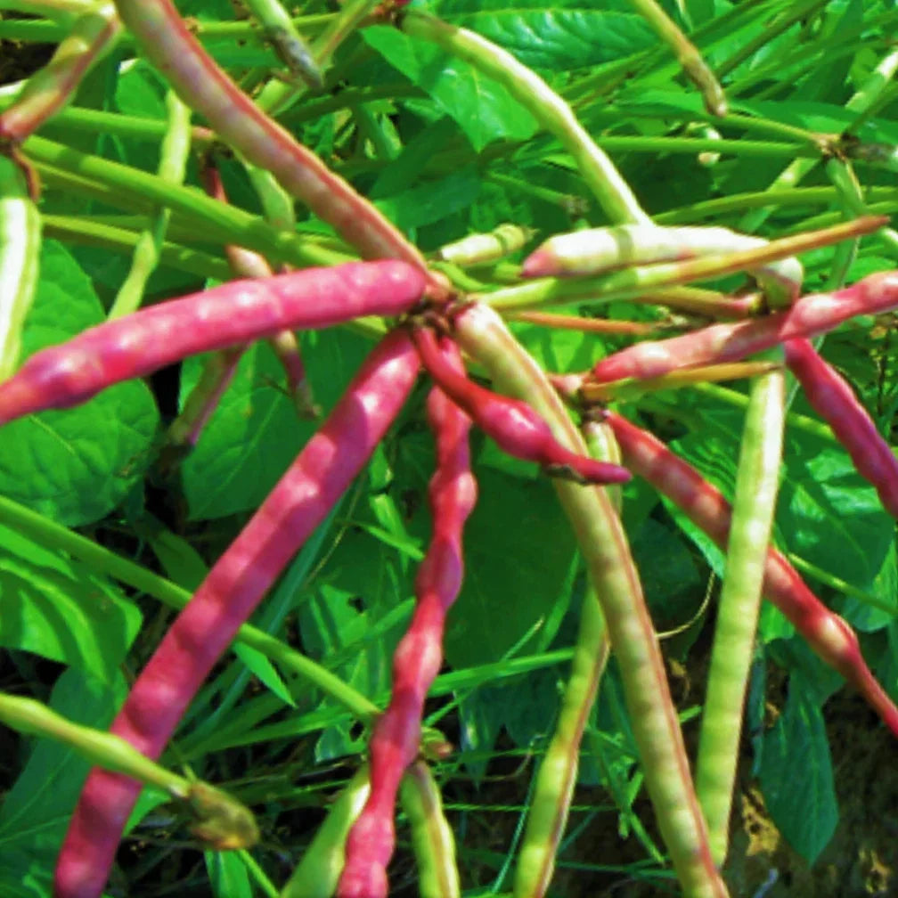 Mississippi Purple Hull Cowpea Seeds - Brown Crowder Variety for 2025 Planting - Organic Gardening Seeds