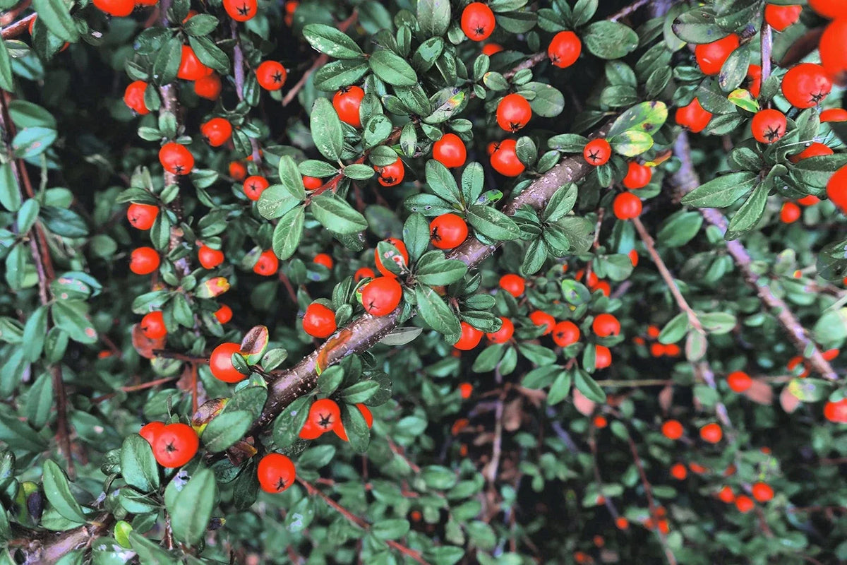 Creeping Cotoneaster Seeds - 50 Pack - Fast-Growing Ground Cover - Cotoneaster adpressus