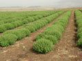 Organic Basil Seeds 5000 Count - Super Sweet Ashalim (Ocimum basilicum) - Non-Californian Shipping