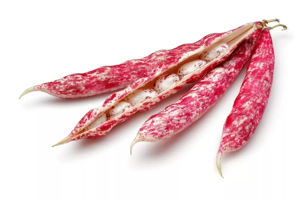 Pinto Bean Seeds - 50 Count - Easy to Grow, Healthy Variety, Phaseolus vulgaris