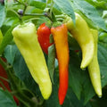 Sweet Banana Pepper Seeds - 200 Non-GMO Heirloom Seeds - Sweet Hungarian Variety - Perfect for Home Gardening