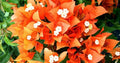 Live Bougainvillea Starter Plug Plant - Fire Opal Variety - Well Rooted (Bougainvillea glabra)