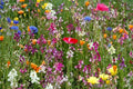 Dry Land Wildflower Seed Pack - Fresh Wildflower Seeds for Native Plant Gardens - Great for Pollinators, Eco-Friendly