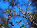 Chinese Elm Tree Seeds - 1,000+ Count - Ulmus parvifolia - Perfect for Bonsai and Landscaping