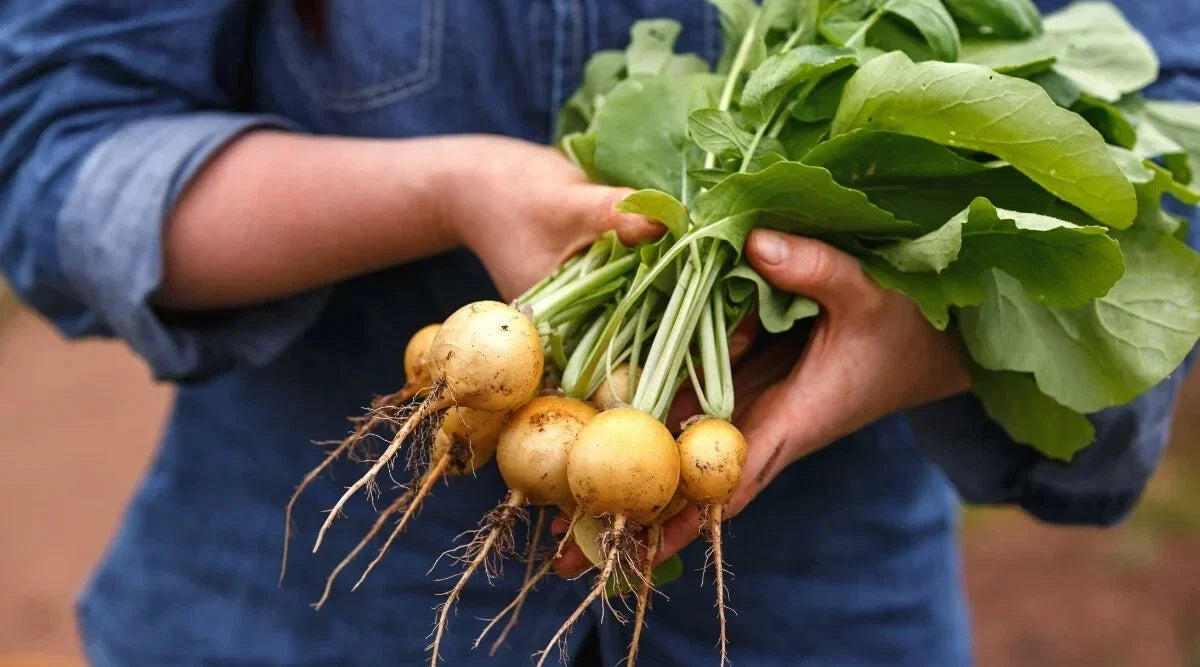 500+ Zlata Radish Seeds for Garden Planting - Brassica rapa subsp. rapa - USA Grown, Non-GMO, Fast Germination