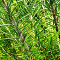 Rosemary Seeds - Blue Tuscan Variety for Herb Garden - Perennial Culinary Herb (Rosmarinus officinalis)