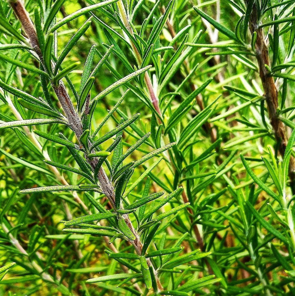 Rosemary Seeds - Blue Tuscan Variety for Herb Garden - Perennial Culinary Herb (Rosmarinus officinalis)