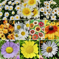 Daisy Flower Seed Mix - 500+ Crazy Mix Seeds for Hummingbird Attraction - USA Grown