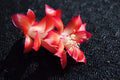 Christmas Cactus Starter Plant - Carmesim Brazil - Schlumbergera Truncata - Healthy Well-Rooted Starter Plant