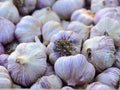 Siberian Garlic Whole Bulbs - Ready for Eating or Planting - Allium sativum