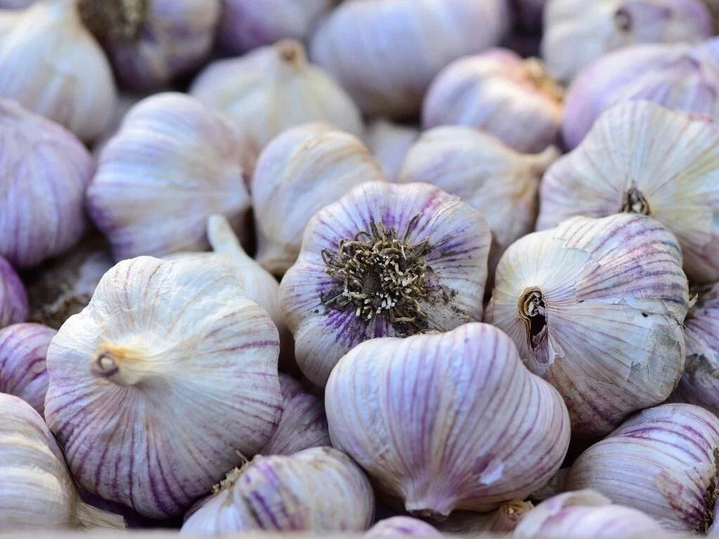 Siberian Garlic Whole Bulbs - Ready for Eating or Planting - Allium sativum
