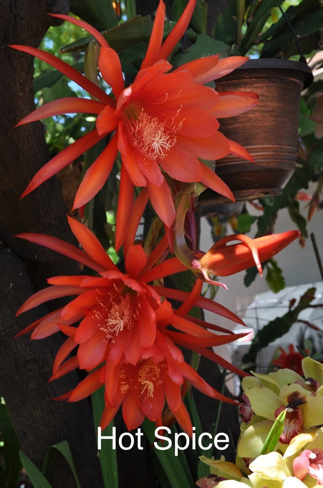 Epiphyllum Orchid Cactus Cuttings 4" Hot Spice Blooms - Rooted with New Growth (Epiphyllum)