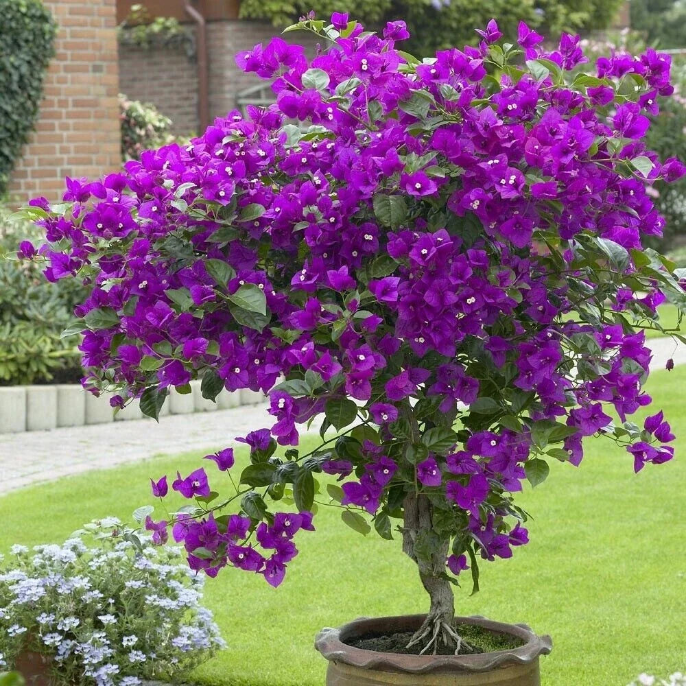 Violet Bougainvillea Starter Plant - Small Well Rooted - Rare & Hard to Find - Bougainvillea spp.