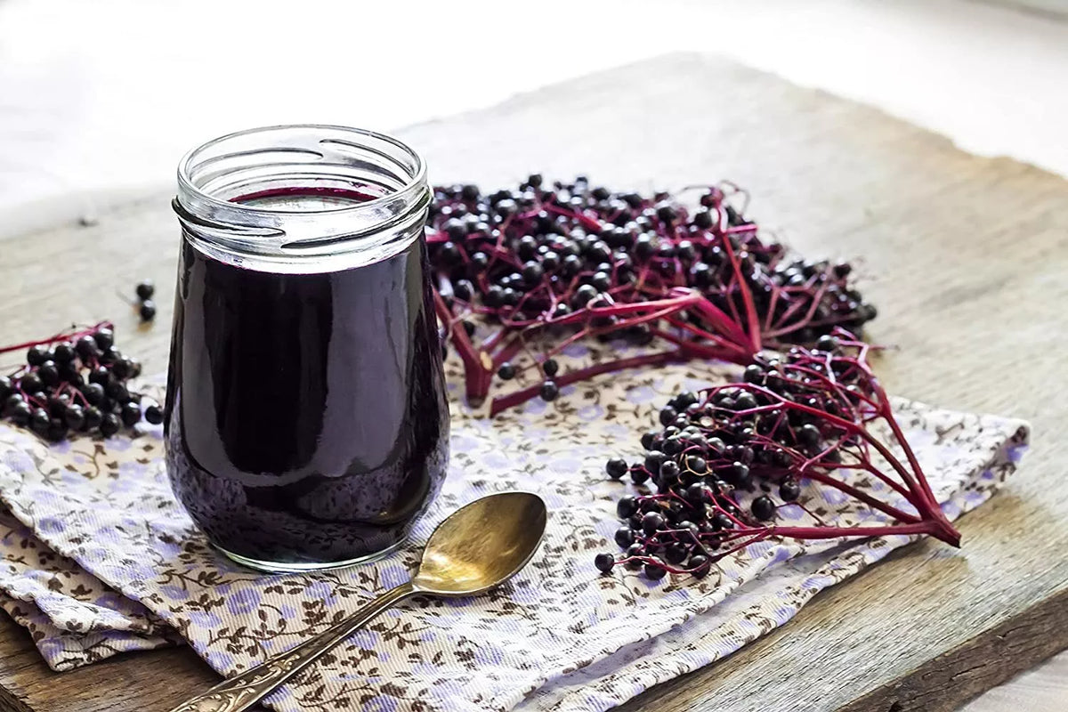 Elderberry Cuttings - 50 Fresh Black Bearing Cuttings for Growing Sambucus nigra Plants