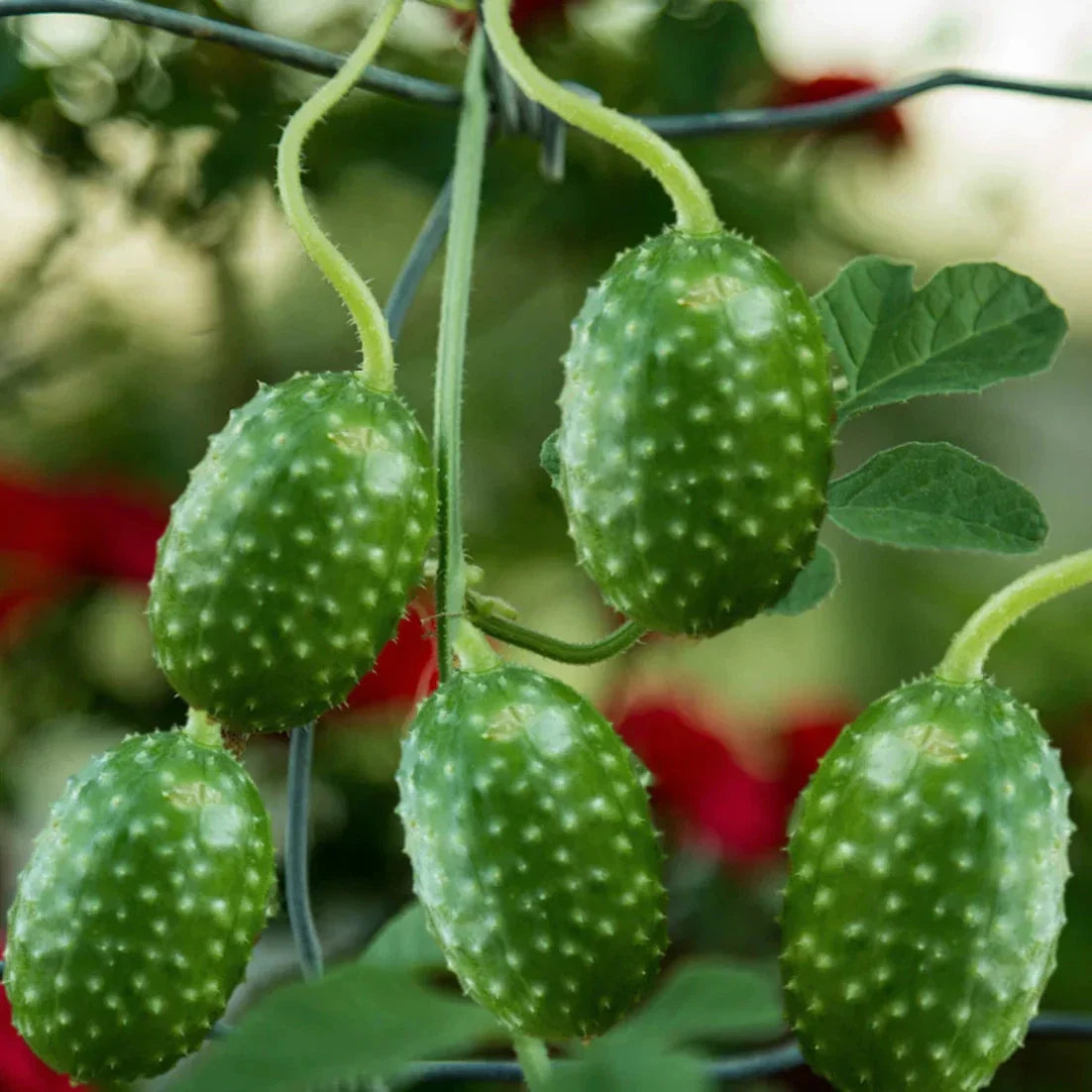 West Indian Gherkin Cucumber Seeds - 2025 Planting - Cucumis Anguria Burr - Heirloom Vegetable Seeds