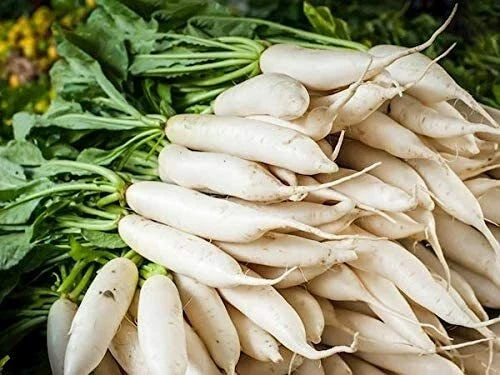 Daikon Radish Seeds - 100 Count - Cover Crop Seeds for Planting - Raphanus sativus var. longipinnatus