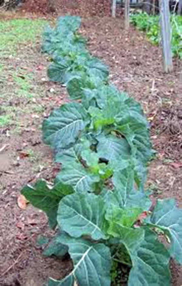 Collard Green Seeds, Heirloom Champion Variety, Non-GMO, 50+ Seeds, Nutrient-Rich Greens for Gardening