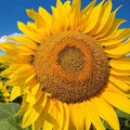 Giant Yellow Sunflower Seeds - 50pcs Pack - Helianthus annuus - Competition Beauty Variety
