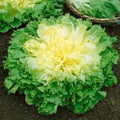 Broadleaf Batavian Endive Seeds - Curly Crisp Escarole Chicory for 2025 Planting - Organic Vegetable Seeds