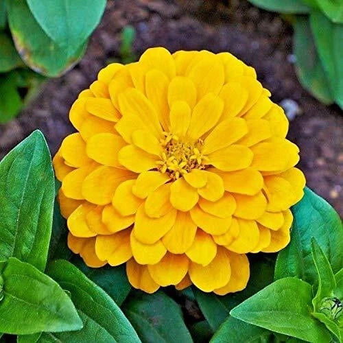 Canary Bird Zinnia Seeds | Giant Yellow Flowers | Heirloom Non-GMO | Zinnia elegans