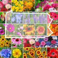 Pennsylvania Wildflower Seed Mix - Perennials & Annuals, Non-GMO, 1000 Seeds, Native Plants for Pollinator Gardens