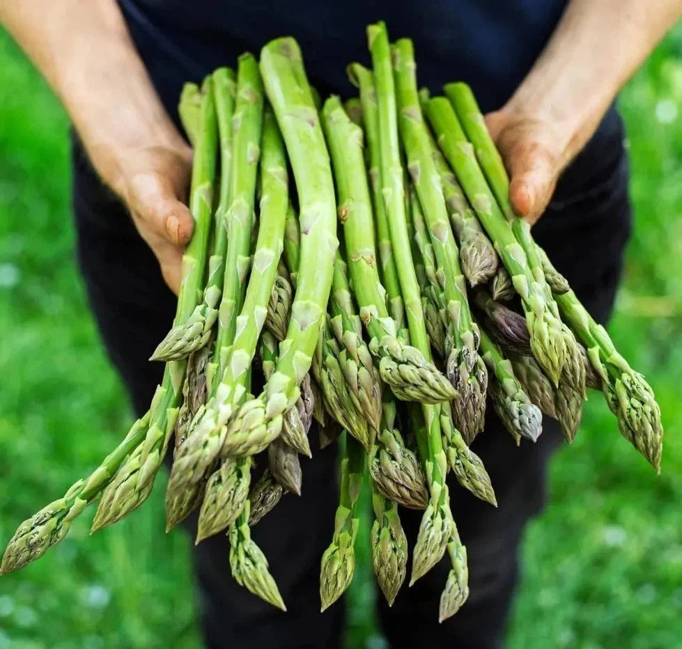 Asparagus Seeds 100+ Pack - Mary Washington Variety - Non-GMO Heirloom Organic - Fresh Seed for Home Gardening