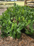 Philodendron Cutting with Roots & Multiple Nodes - Burle Marx Variety - Ideal for Indoor & Outdoor Growth - Philodendron 'Burle Marx'