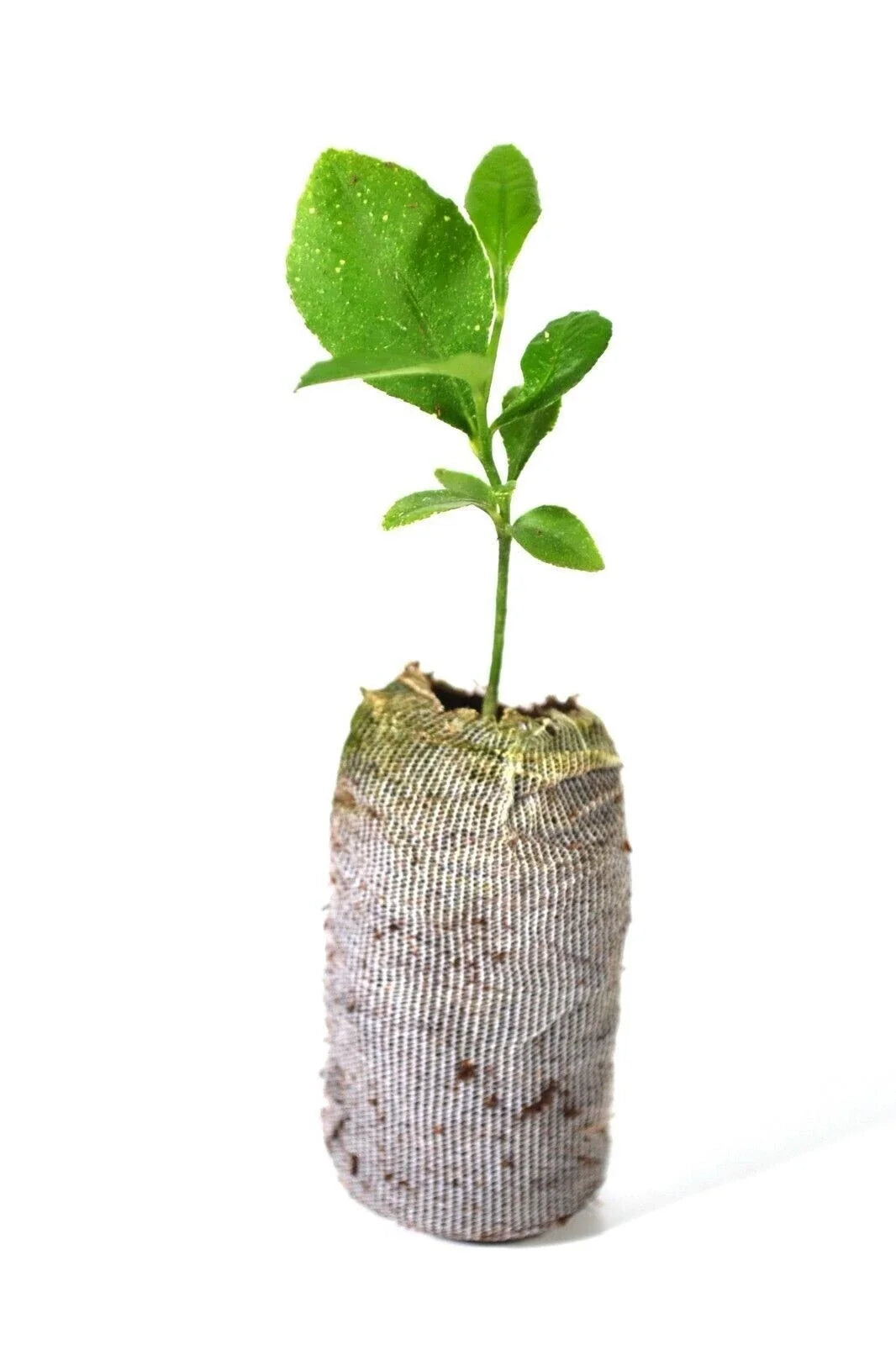 Meyer Lemon Tree Plant 5"-10" Organic Non-GMO Citrus × meyeri Indoor/Outdoor Frost Tolerant