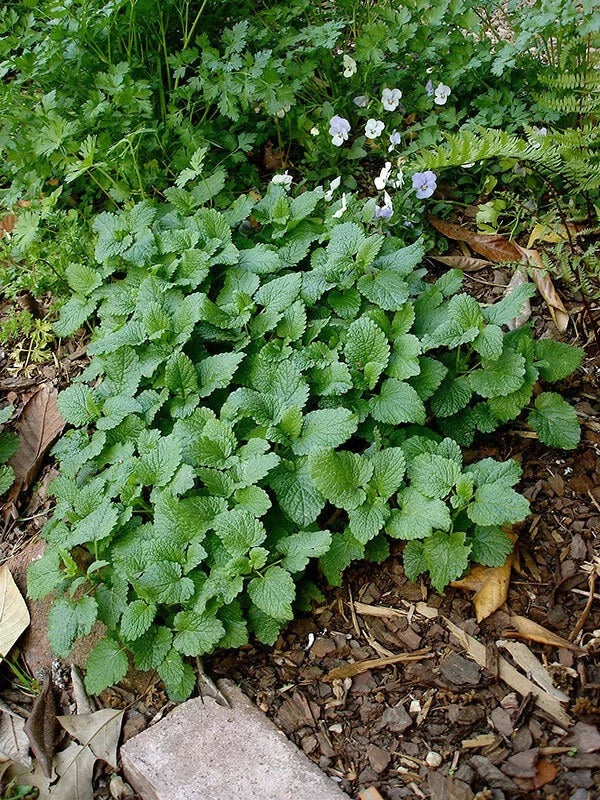 Lemon Balm Live Plant 10 Lot Fresh Harvested Well Rooted Herb Melissa officinalis Priority Shipping