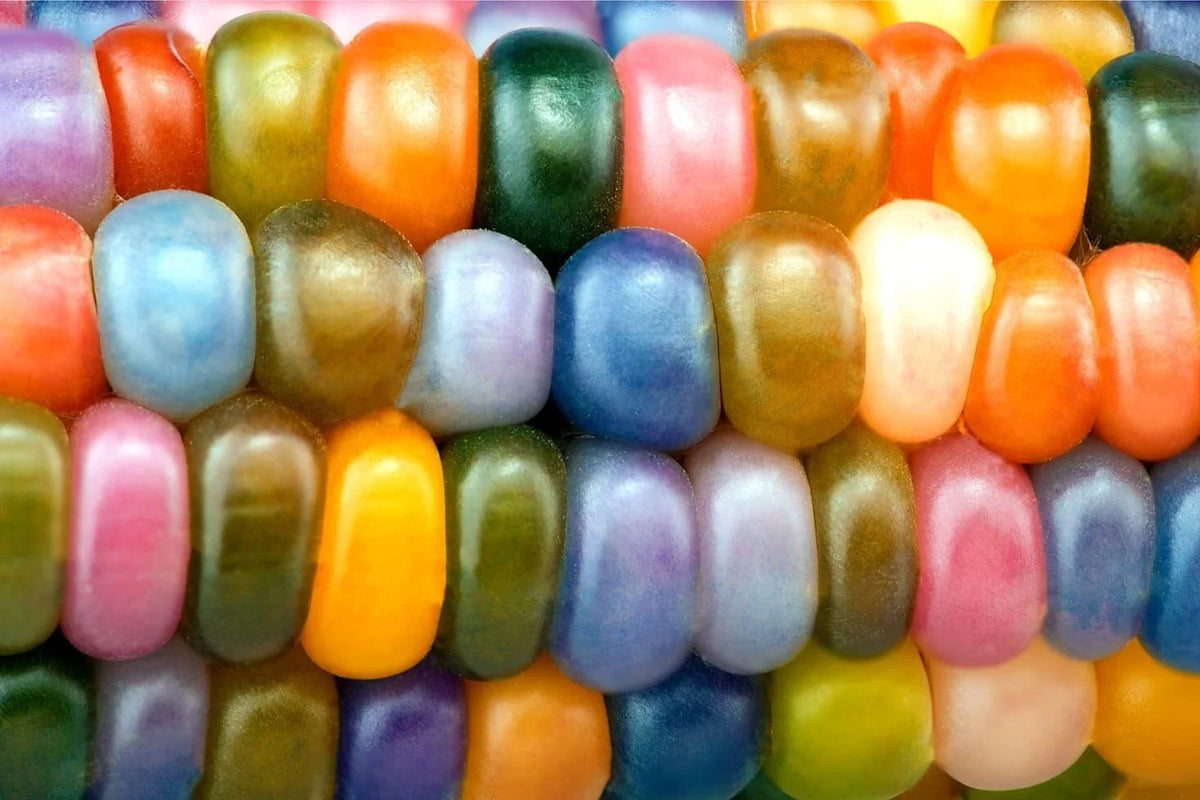 Glass Gem Indian Corn Seeds - 25+ Seeds - Vibrant Translucent Kernels - Zea mays everta