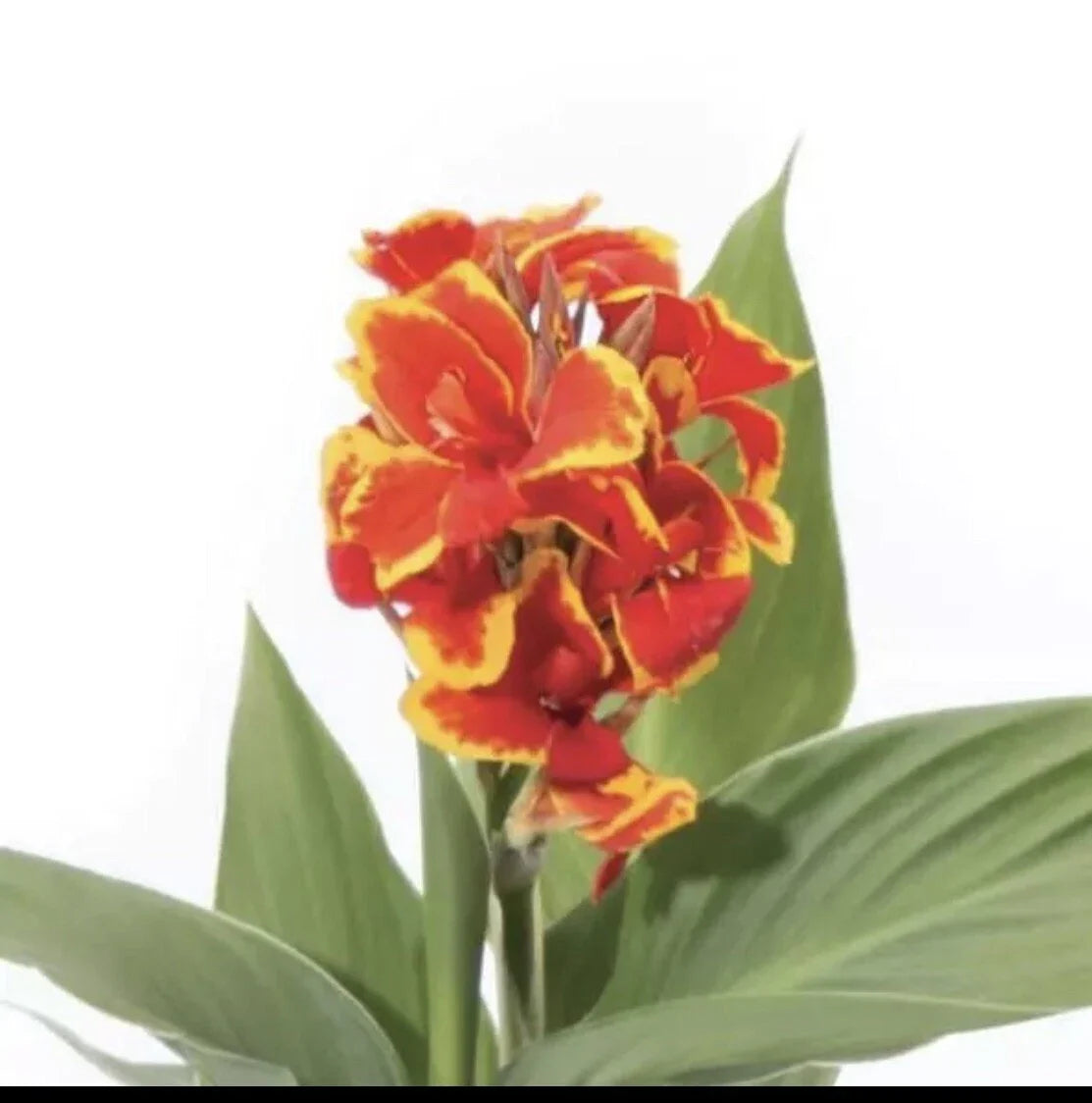 Yellow Red Canna Lily Plant 3 Inch Pot Canna Indica Flower Plug