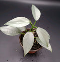 Philodendron Silver Sword Plant in 3.5" Pot - Rare Houseplant for Indoor Decor - Philodendron hastatum