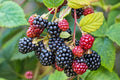 Southern Wild Blackberry Bush Live Starter Plants 3-Pack Bare Root Fruit Berries Rubus trivialis