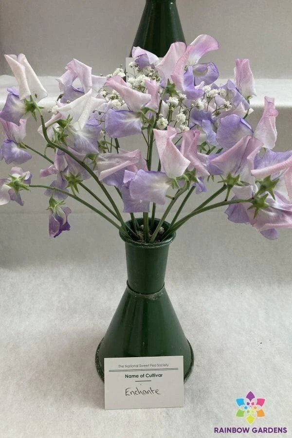 Sweet Pea Seeds - 50+ Pack - Enchante Variety - Lathyrus odoratus - Garden Planting - USA