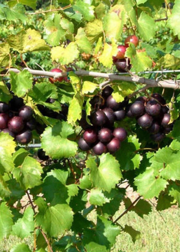 Muscadine Grape Climbing Vine 4'' Pot - Bronze, Purple, Black Varieties - Vitis rotundifolia