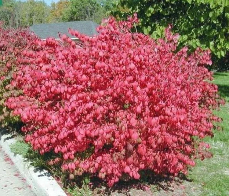 Euonymus Alatus Dwarf Burning Bush Shrub - Hardy Green Foliage, Bare Root Garden Plant