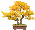 Trident Maple Bonsai Tree Seeds - 20 Count - Acer buergerianum - Indoor/Outdoor Growing, Drought Tolerant