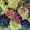 Grape Seed Mix - Multicolor Dessert Wine Fruit Vine - Organic Non-GMO Edible Garden - Vitis vinifera