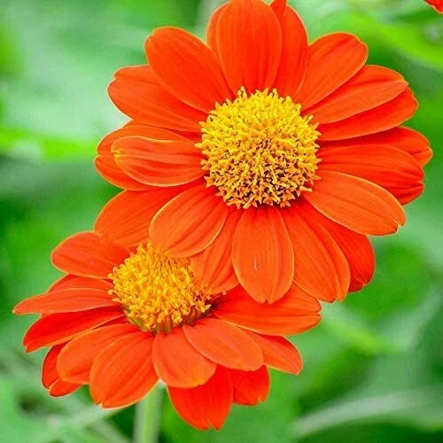 Mexican Sunflower Seeds, 75 Pack, Attracts Butterflies & Hummingbirds, Tithonia rotundifolia